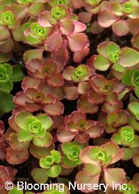 Sedum spurium 'Fuldaglut'